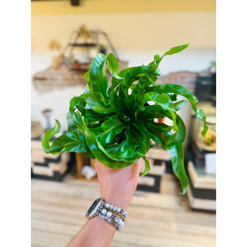 4 Hurricane Fern