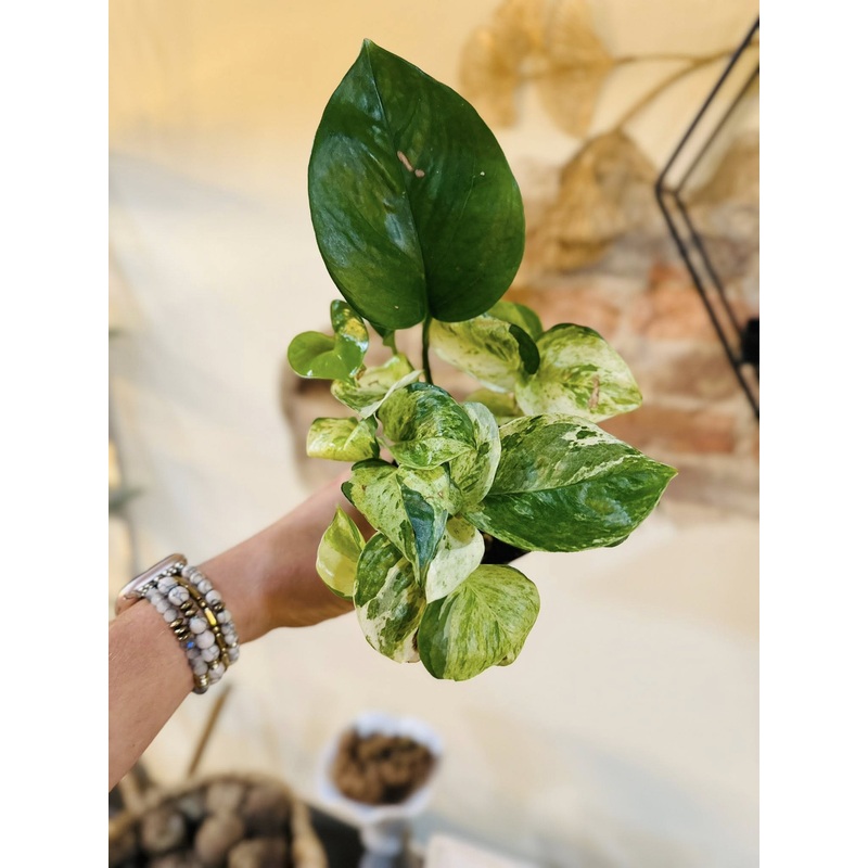 4 Manjula Pothos