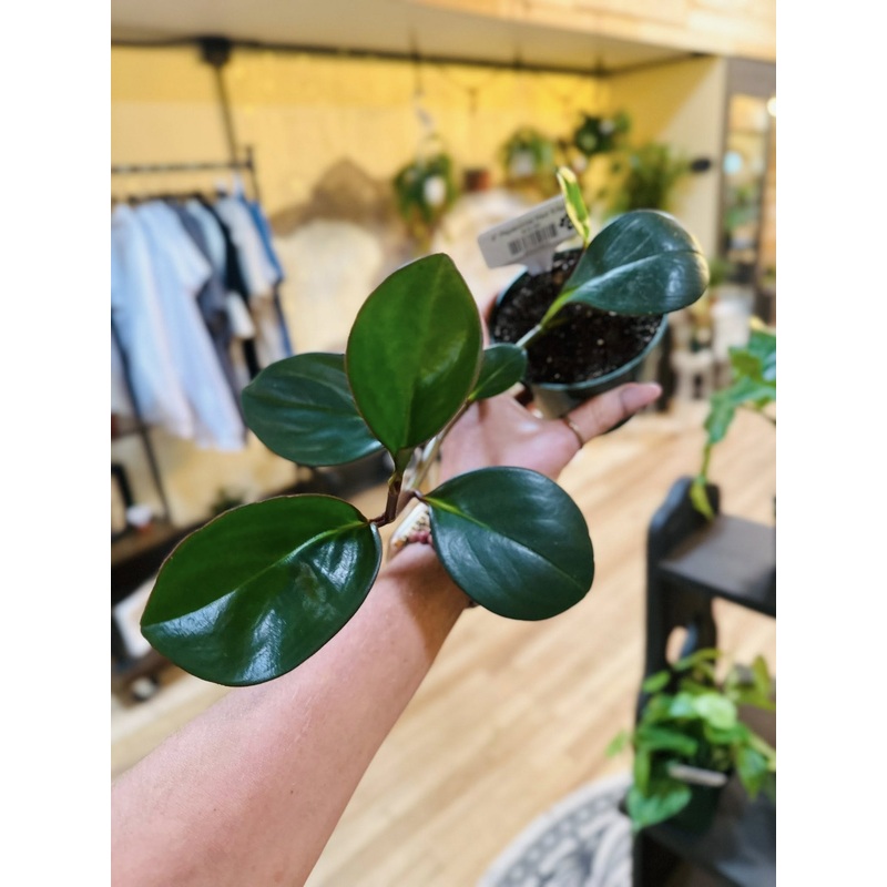 4 Peperomia Red Edge