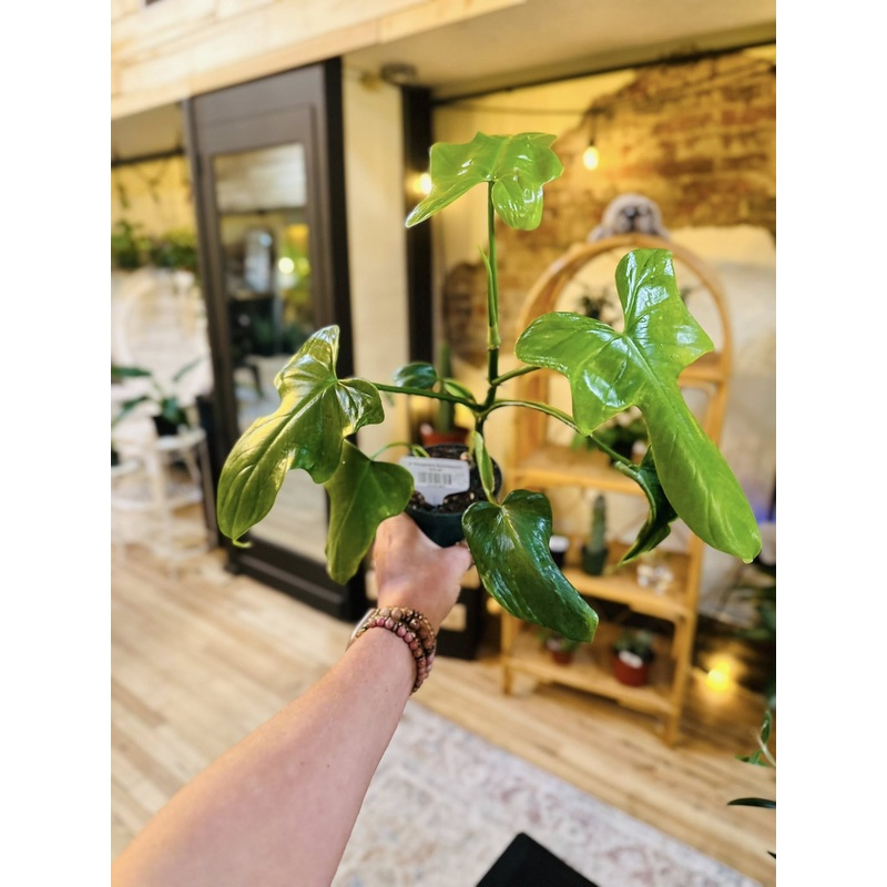 4 Philodendron Bipennifoliumm