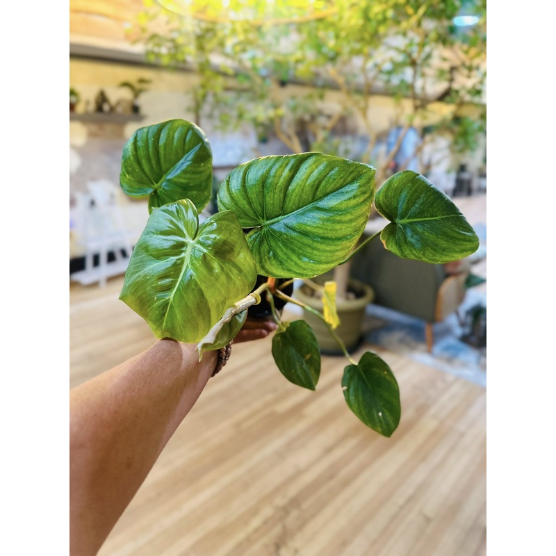 4 Philodendron McDowell