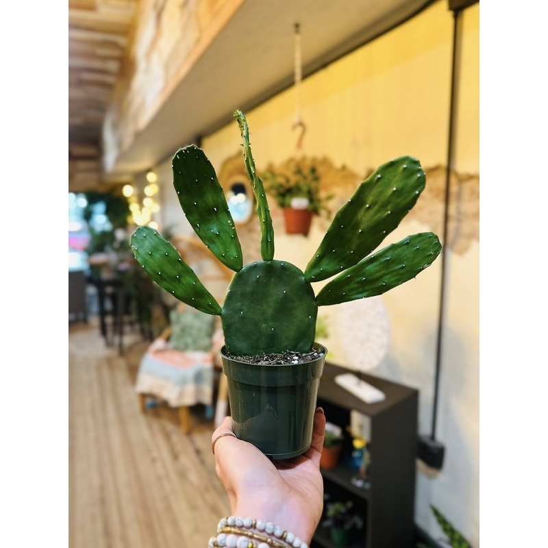 4 Prickly Pear Cactus