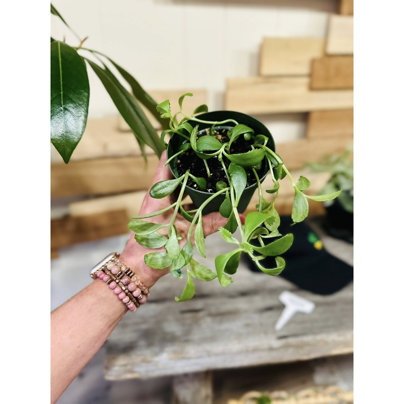 4 Trailing Mother of Millions