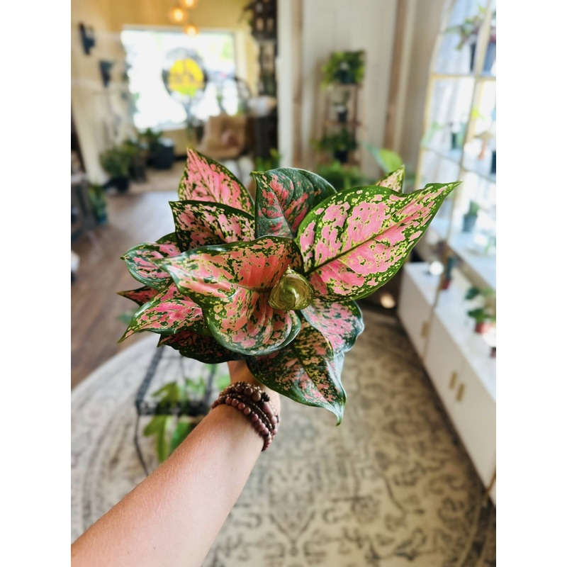 5 Aglaonema Ruby Ray