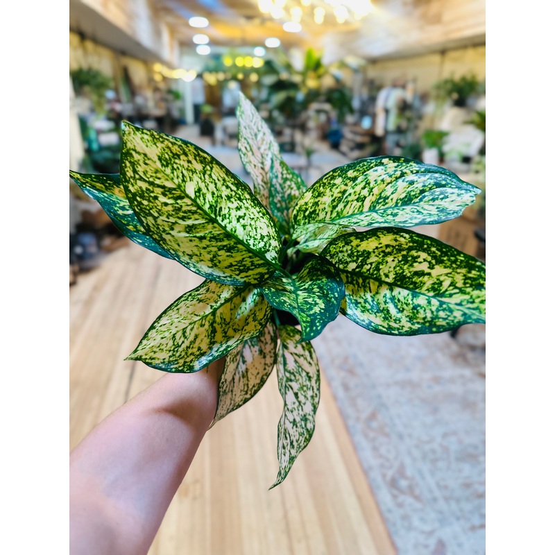 6 Aglaonema Pink Princess