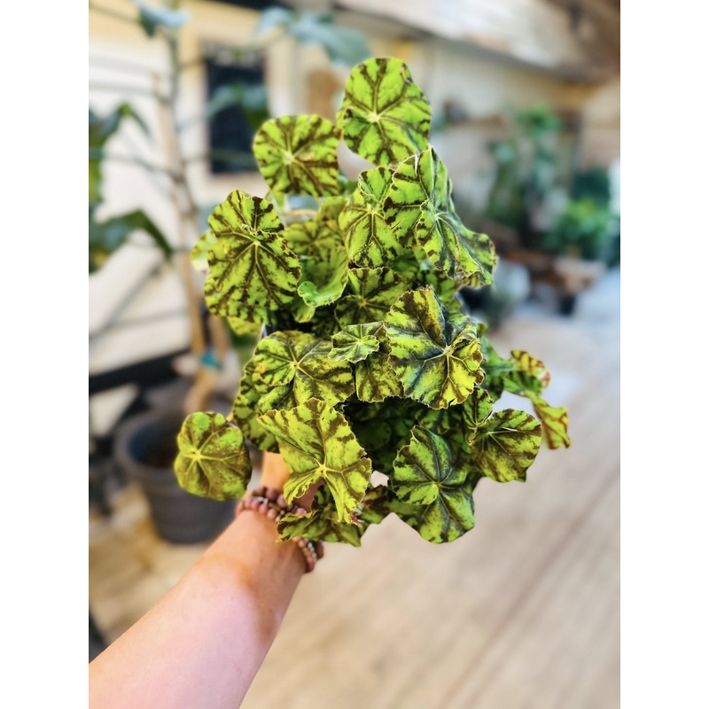 6 Begonia Zumba