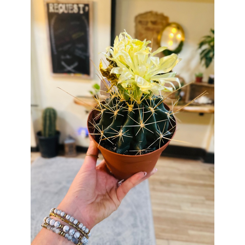 6 Cactus Asst