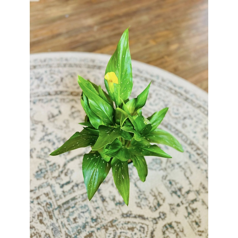 6 Calla Lily
