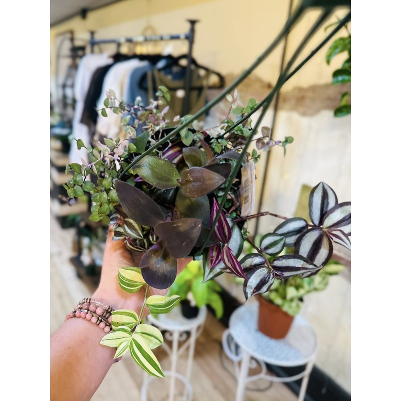 6 Frankenstein Tradescantia Basket
