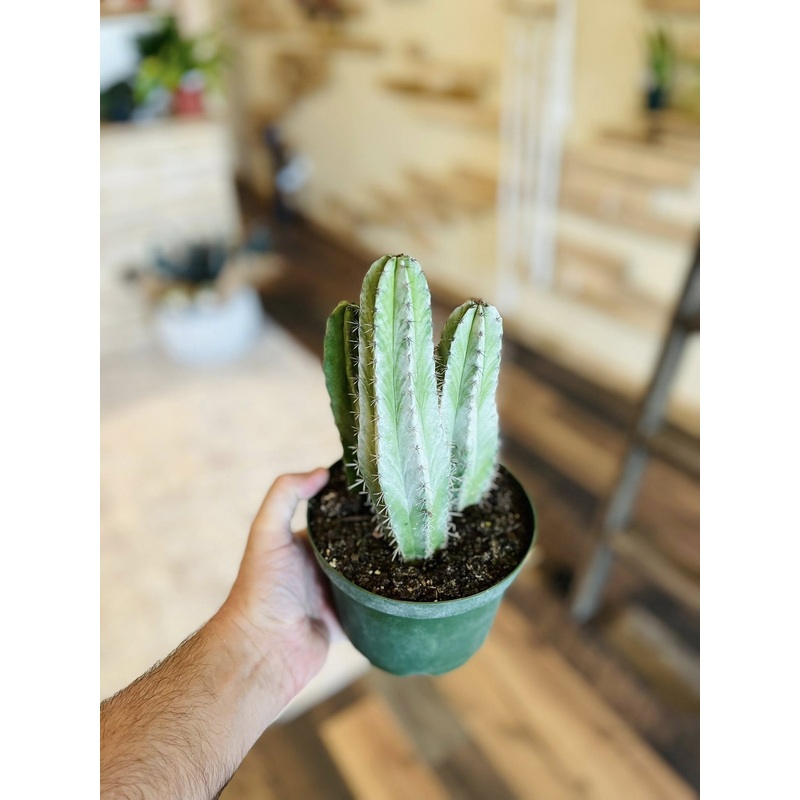 6 Grey Ghost Cactus
