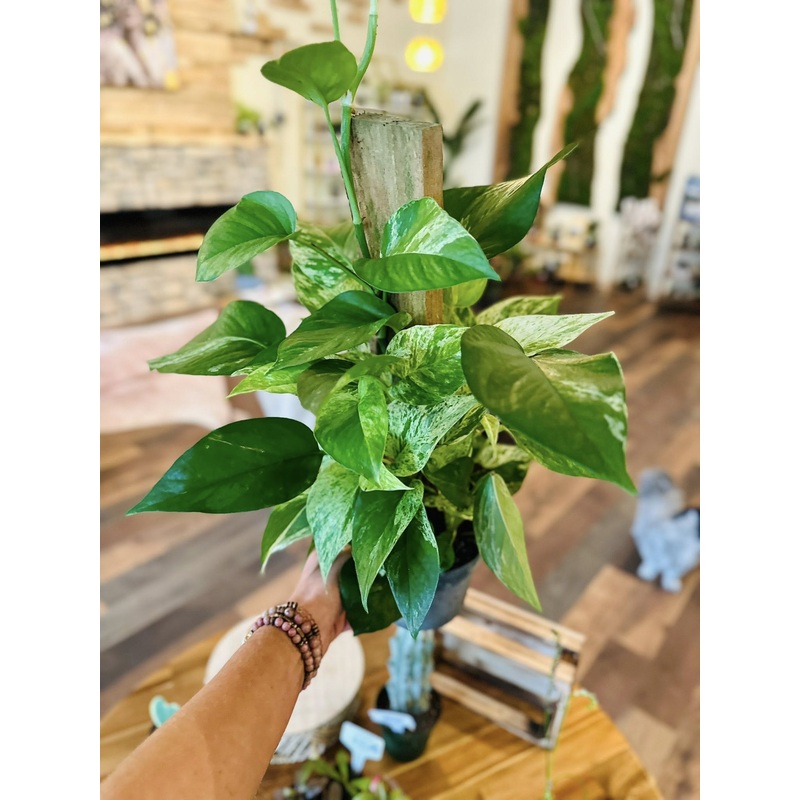 6 Marble Queen Pothos Totem