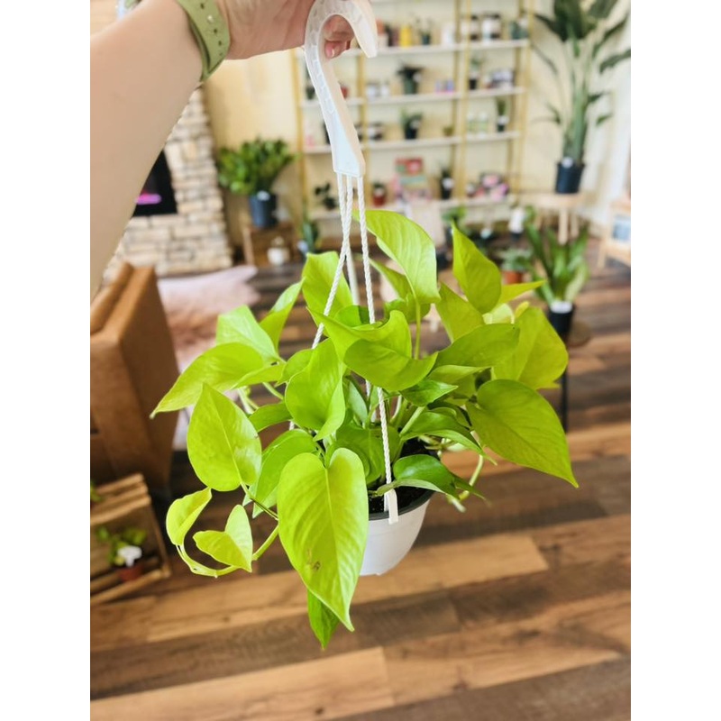 6 Neon Pothos Basket