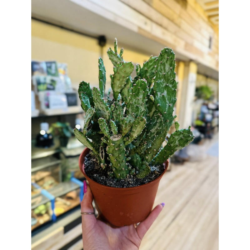 6 Opuntia Monacantha Cactus