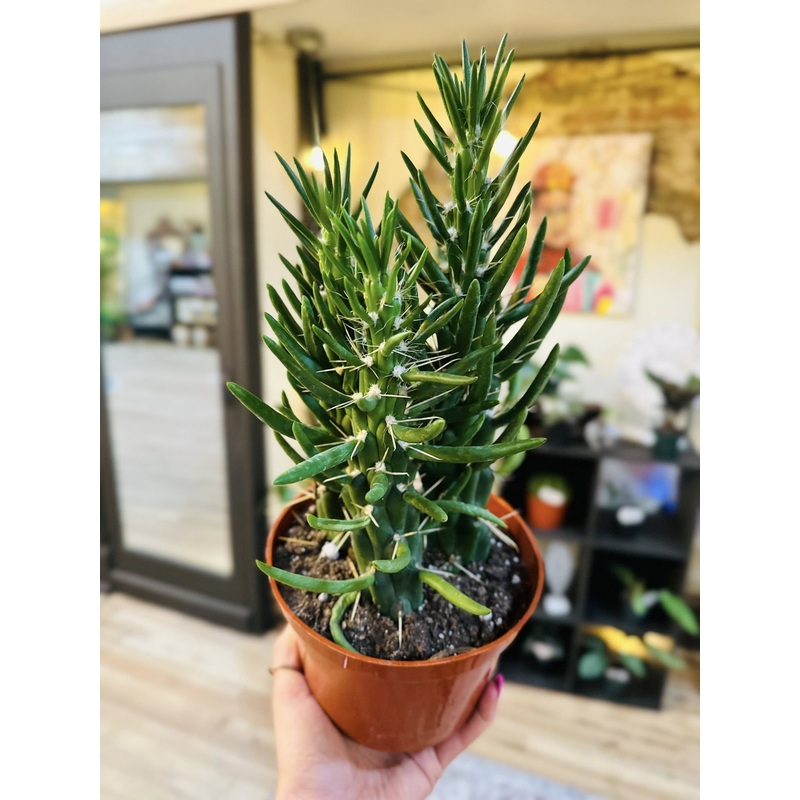 6 Opuntia Subulata