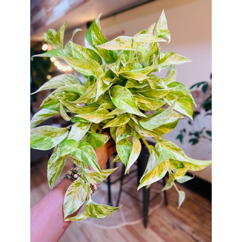 6 Snow Queen Pothos