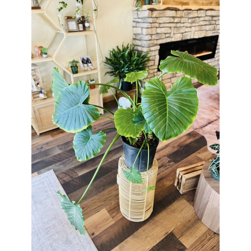 8 Alocasia Taro