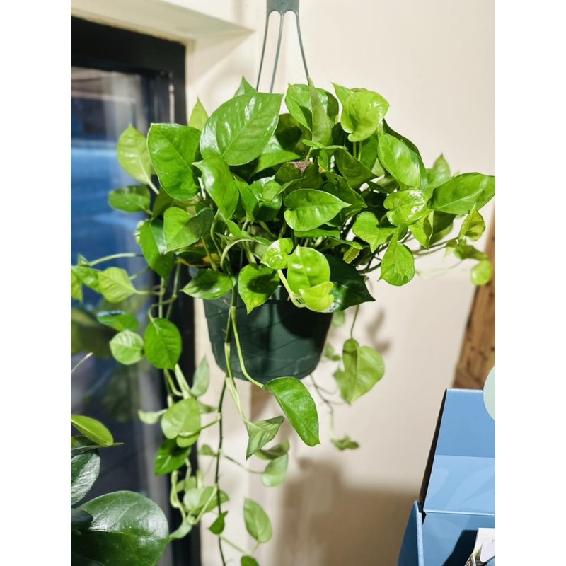 8  Global Green Pothos Basket