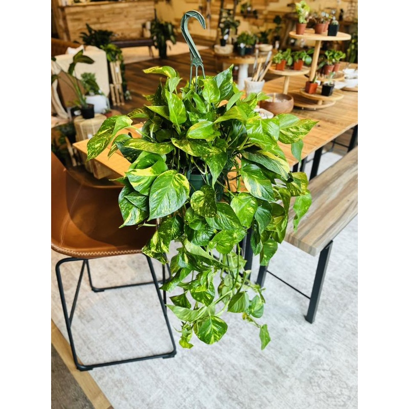 8 Golden Pothos Basket XL