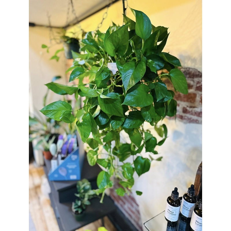 8 Jade Pothos Basket XL