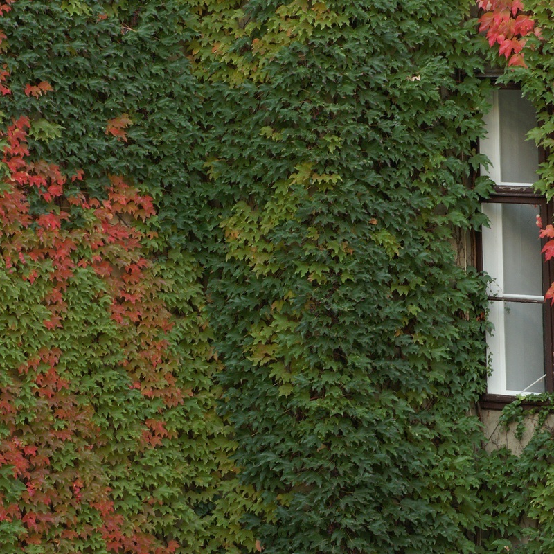Boston Ivy|1 GALLON
