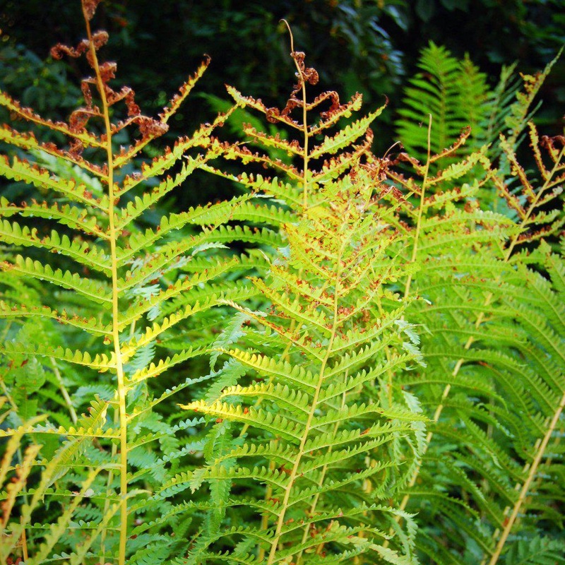Cinnamon Fern|1 GALLON