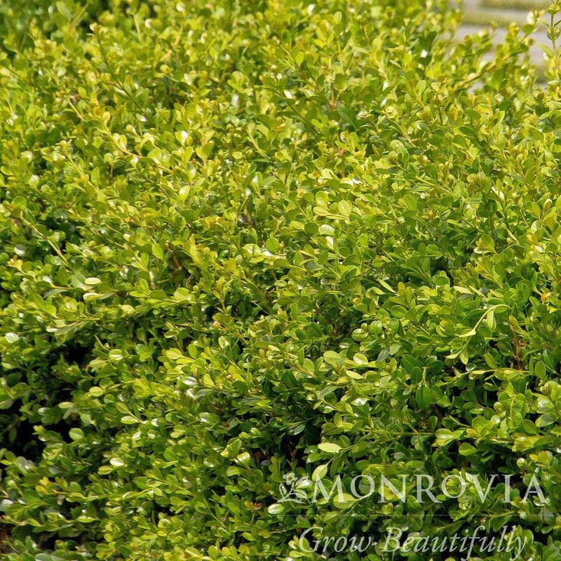 Green Gem Boxwood|3 GALLON|2 GALLON