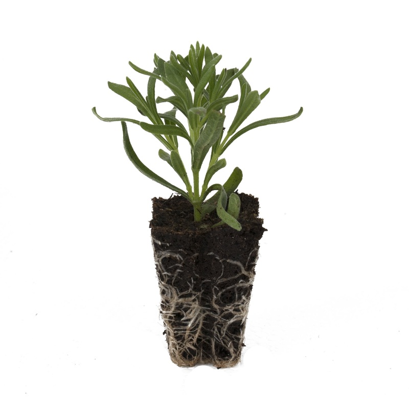 Lavender Boysenberry Ruffles|3 Starter Plants|Established 9cm Potted Plant