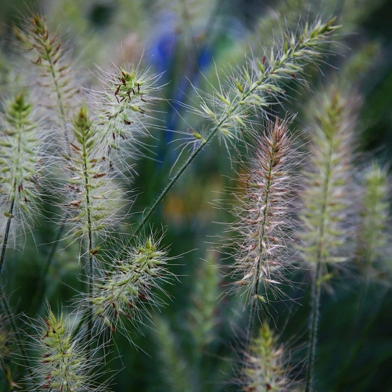 Little Bunny Fountain Grass|1 GALLON