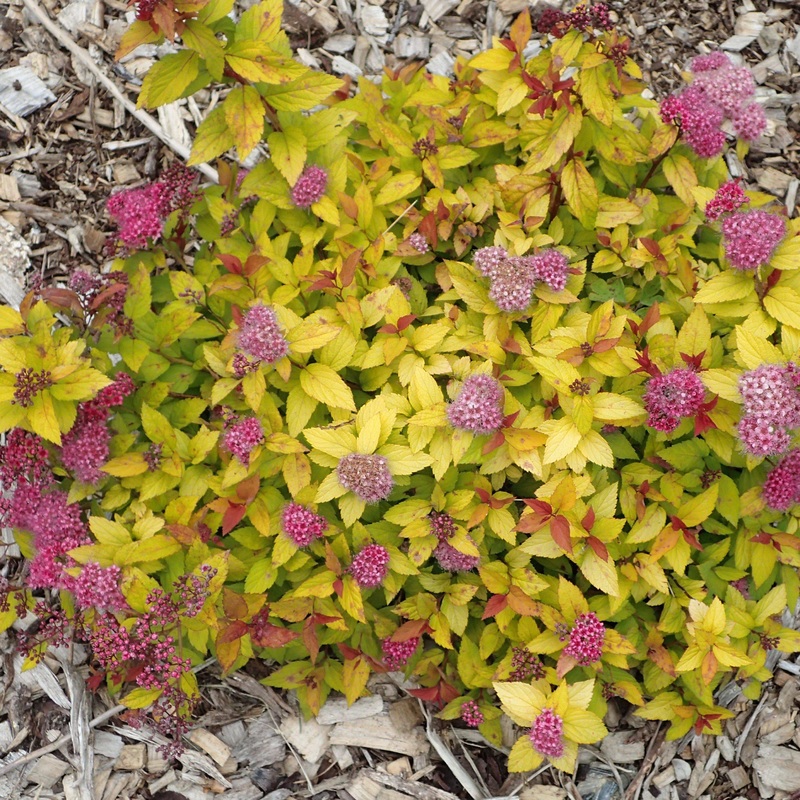 Magic Carpet Spirea|2 GALLON|3 GALLON