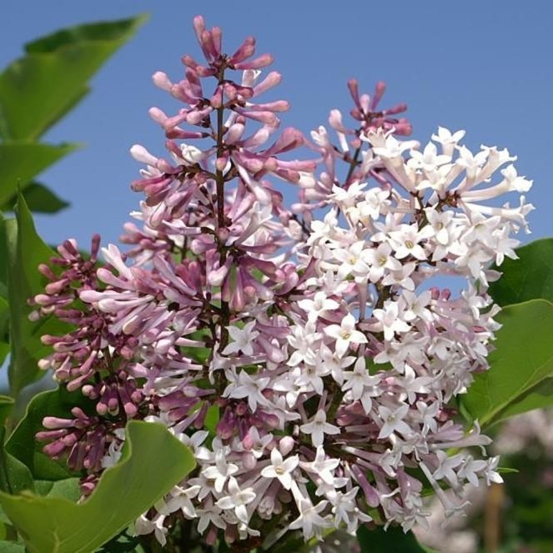 Miss Kim Manchurian Lilac|3 GALLON|2 GALLON