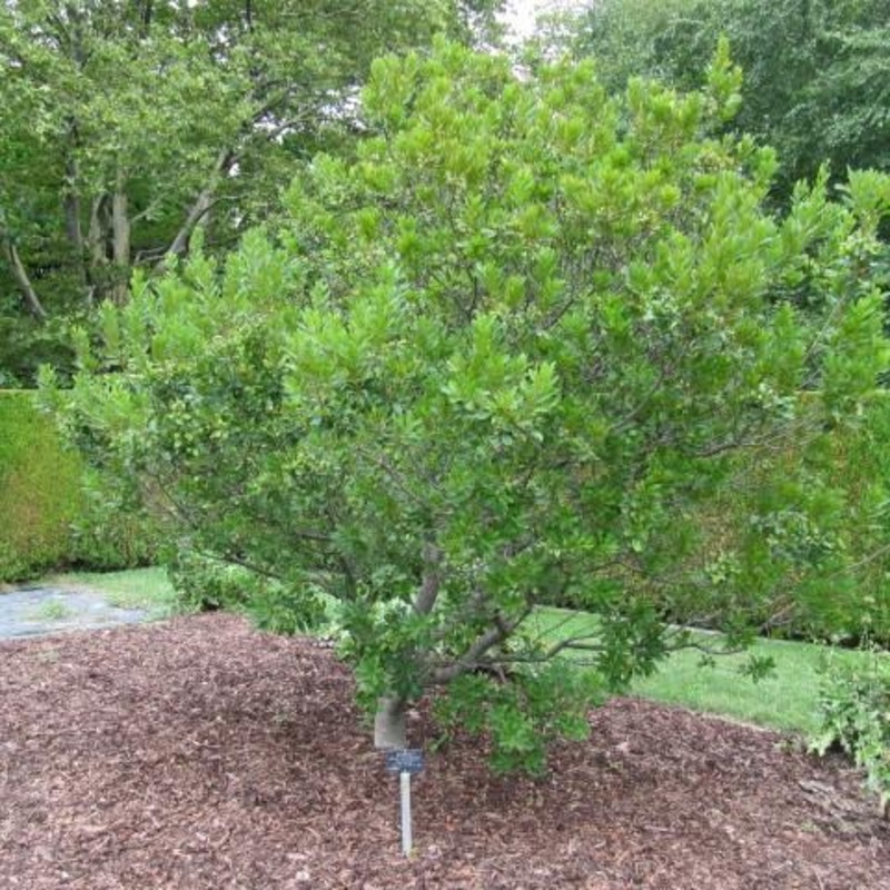Northern Bayberry|2 GALLON|3 GALLON