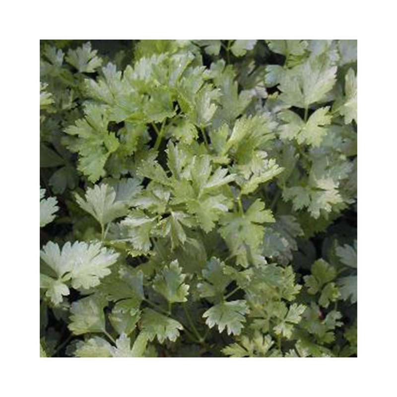 Parsley Italian Giant|3 Starter Plants|Established 9cm Pot