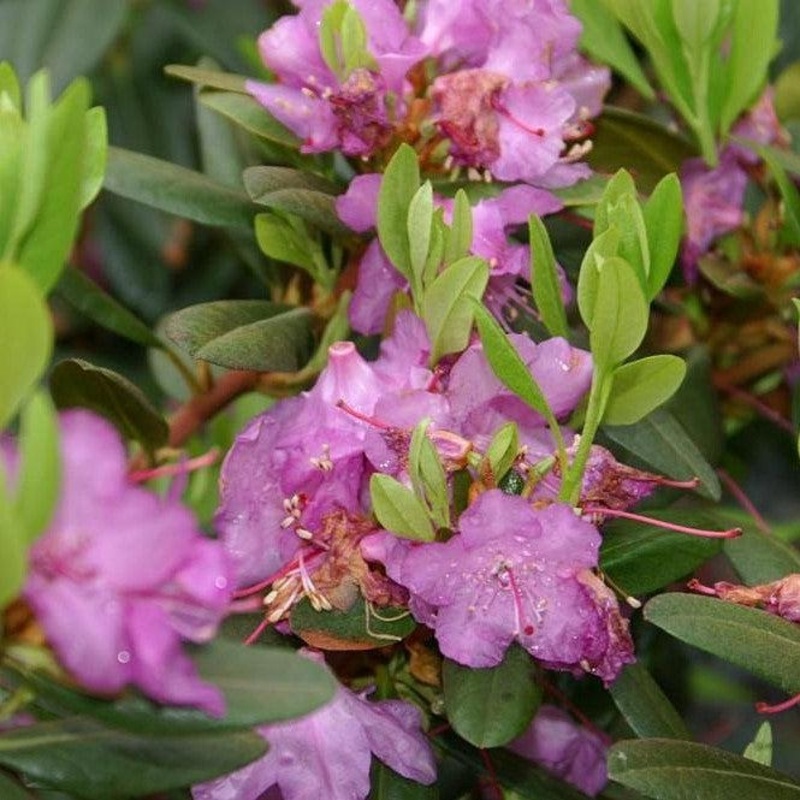 PJM Elite Rhododendron|2 GALLON|3 GALLON