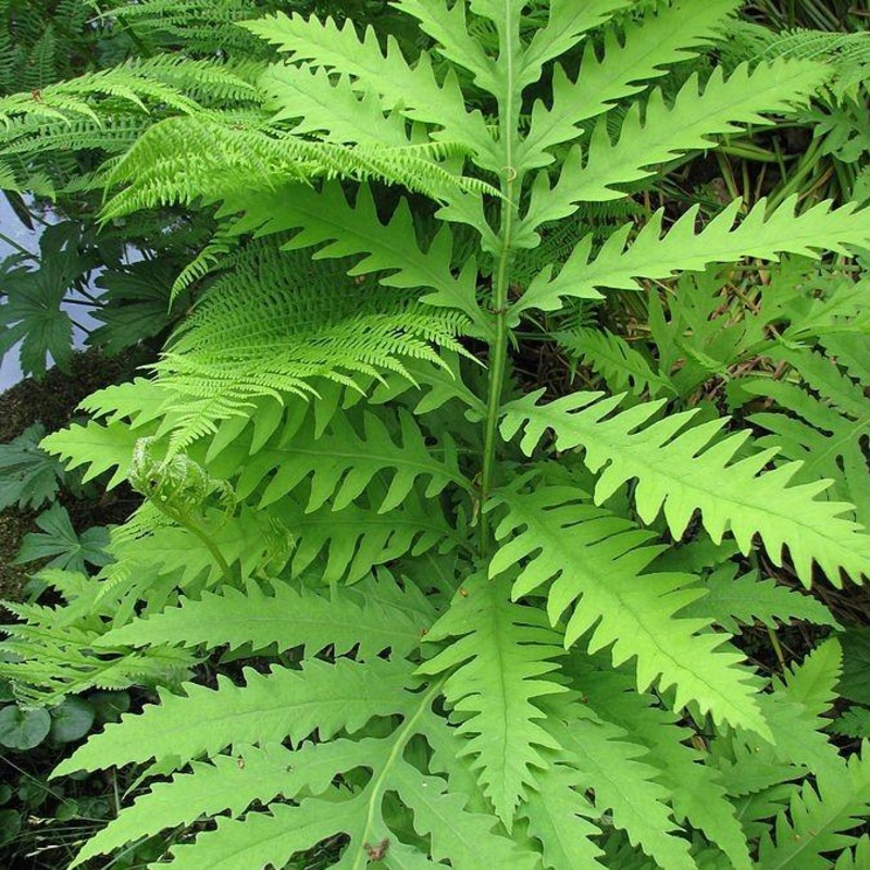 Royal Fern|1 GALLON