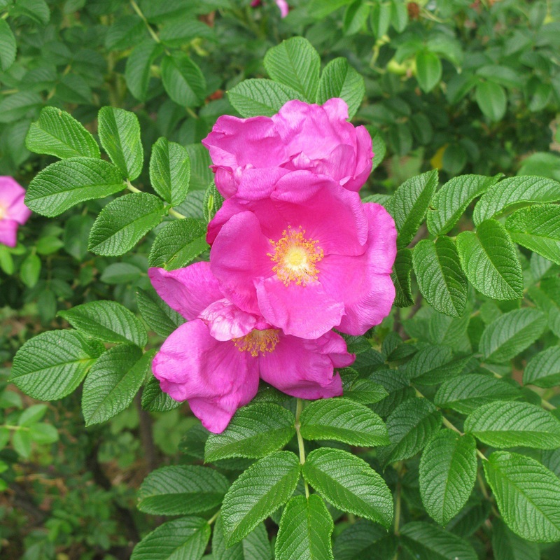 Rugosa Rose|3 GALLON|2 GALLON