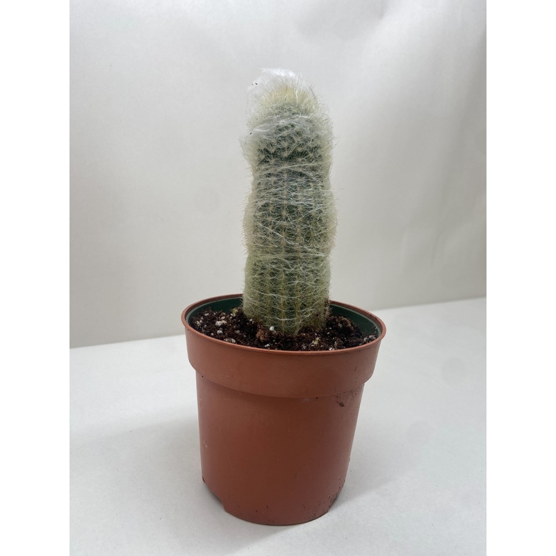 Succulent Cactus Old Man|4″ Pot