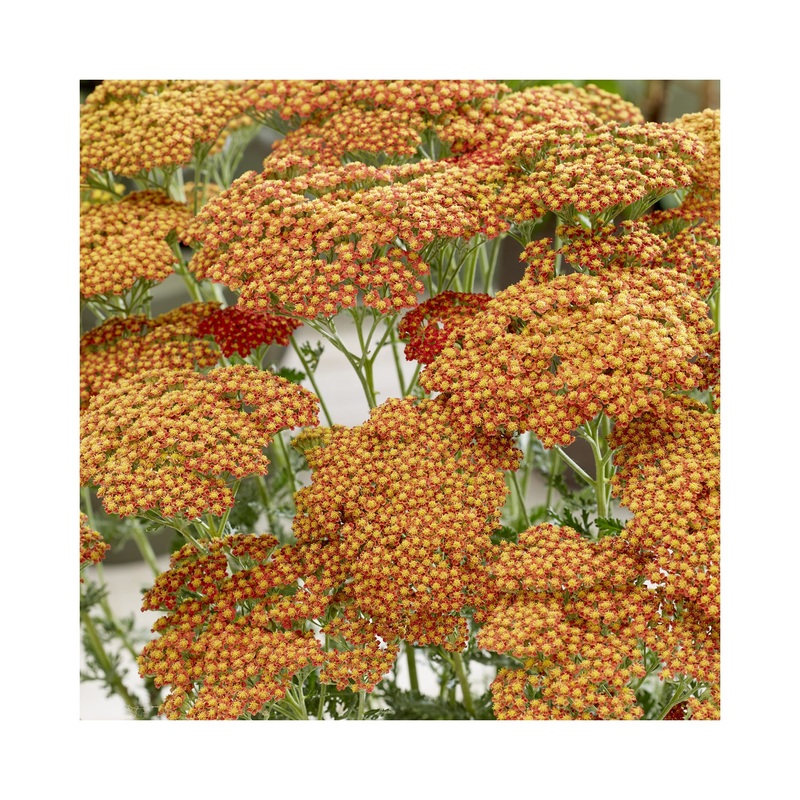 Achillea Sassy Summer Sunset|1 Established 9cm Plant