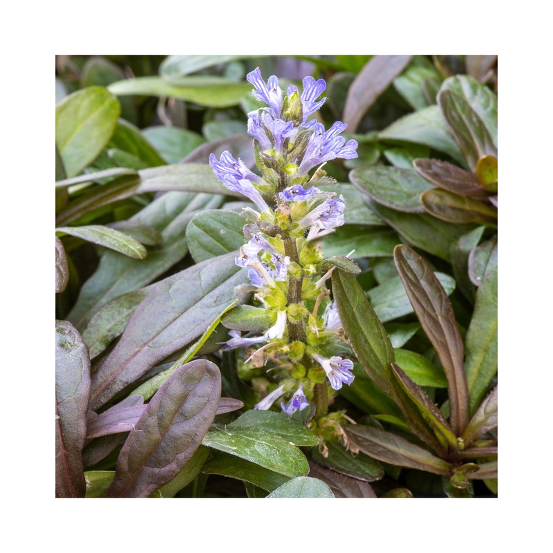 Ajuga Choc Chip|Established 9cm Pot