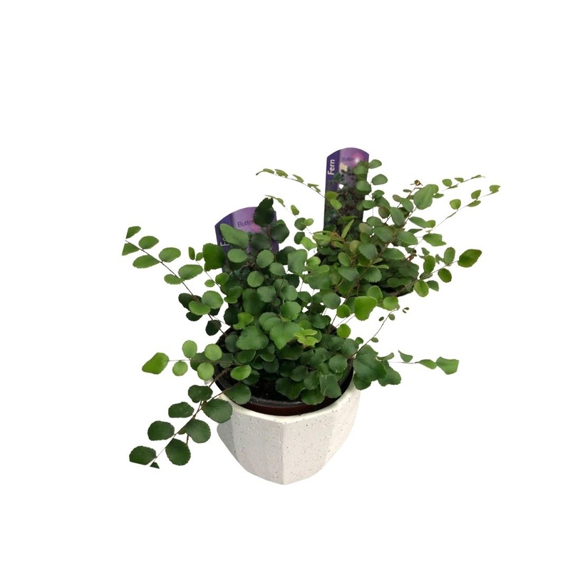 Button Fern in 3.5 Plastic Pot