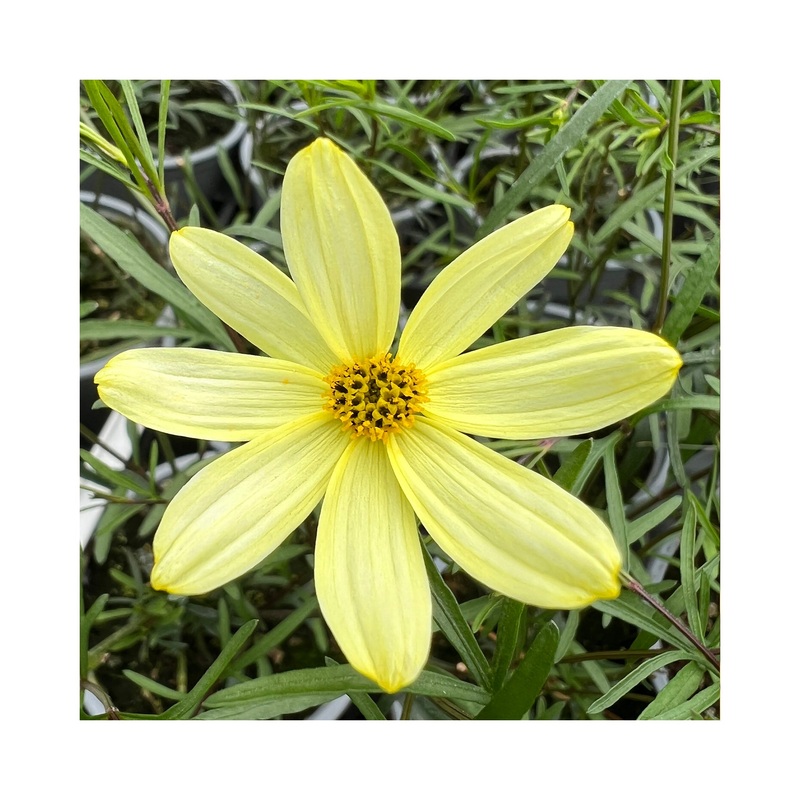 Coreopsis Moonbeam|Established 9c Potted Plant