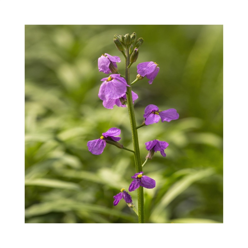 Erysimum Bowles me away|Established 9cm Pot