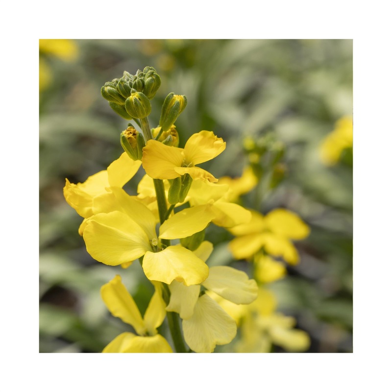 Erysimum Cheers Lemon Yellow|Established 9cm Pot
