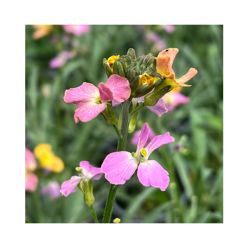 Erysimum Cheers Sun Kissed|3 Established 9cm Pots|Established 9cm Pot