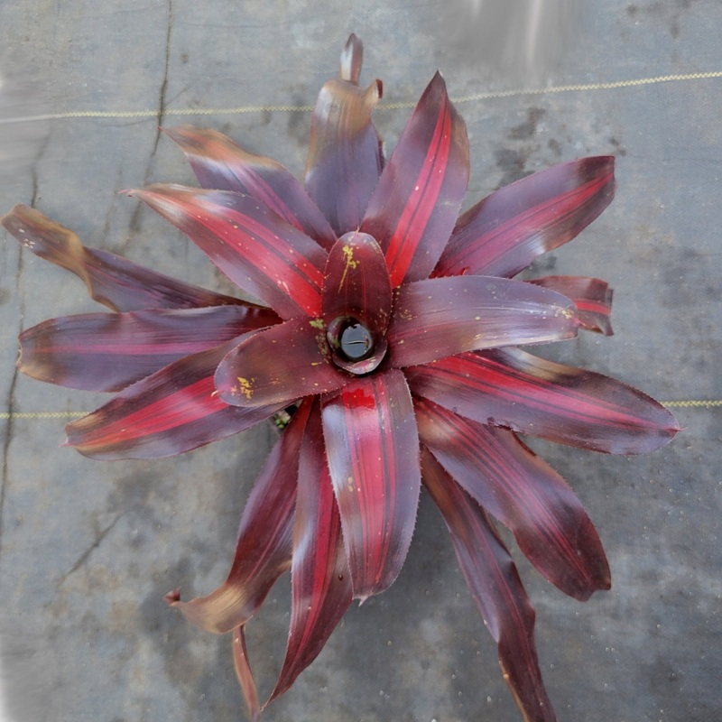 Neoregelia ‘Pimiento’|Bare root|Potted