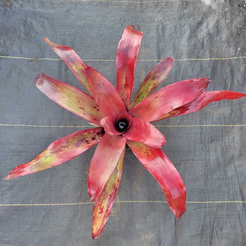 Neoregelia ‘Rainforest Red’|Bare root|Potted
