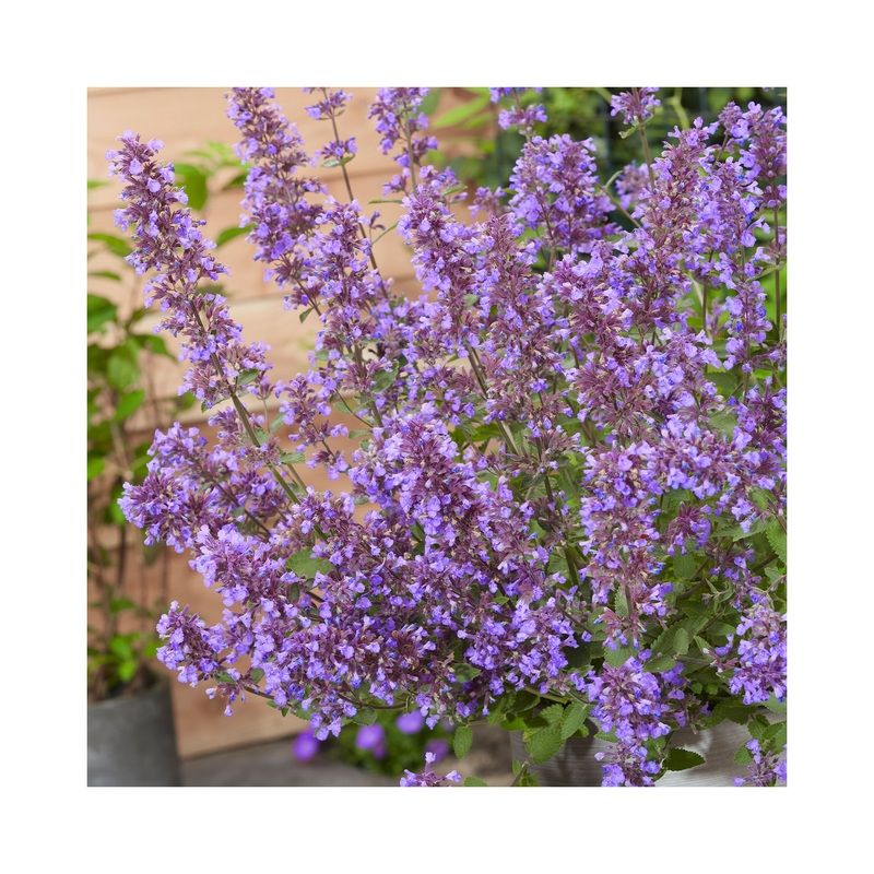 Nepeta Blue Prelude|Established 9cm Pot