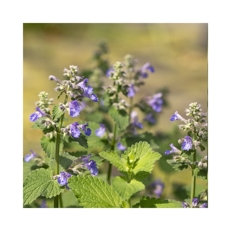 Nepeta Blue Wonder|1 Established 9cm Plant
