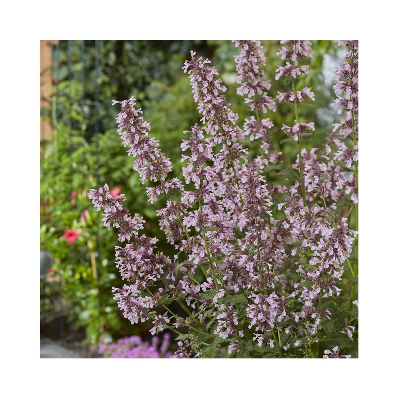 Nepeta Whispurr Pink|Established 9cm Pot