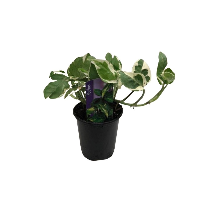 NJoy Pothos in 3.5 Plastic Pot