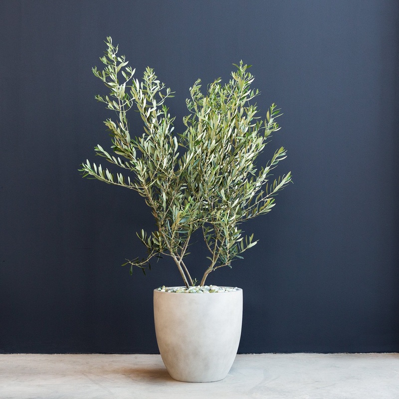 Olive Tree (Olea europaea ‘Wilsonii’)